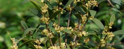 PHILLYREA angustifolia 01