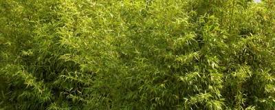 PHYLLOSTACHYS aurea 01