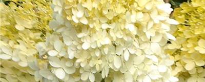 HYDRANGEA paniculata LIMELIGHT (R) 01