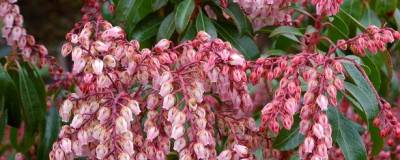 PIERIS japonica 'CHRISTMAS CHEER' 01