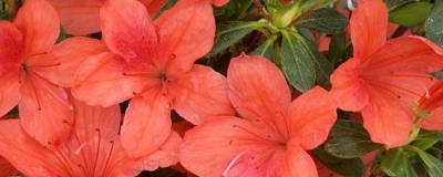 AZALEA japonica 'ORANGE BEAUTY' 01