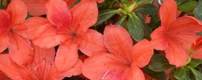 AZALEA japonica 'ORANGE BEAUTY' 01