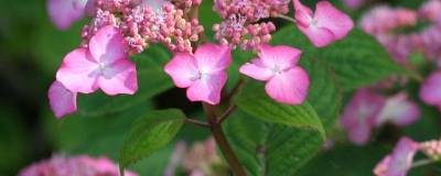 HYDRANGEA serrata AVELROZ (R) 'Dolmyf' cov 01