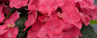 HYDRANGEA macrophylla DOLCE (R) FRAGOLA 'Dolfrag' cov 01