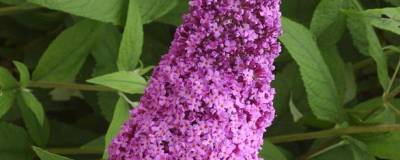 BUDDLEJA davidii REVE DE PAPILLON (R) PINK 'Minpap' 01