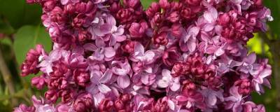 SYRINGA vulgaris 'PRINCE WOLKONSKY' 01