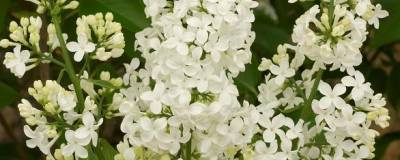 SYRINGA vulgaris 'COMTESSE D'HARCOURT' 01