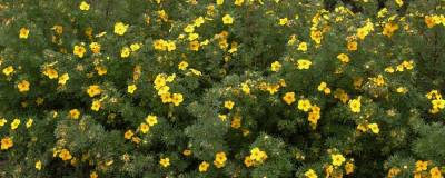 POTENTILLA fruticosa 'GOLDFINGER' 01