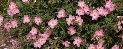 CISTUS x argenteus 'SILVER PINK' 01