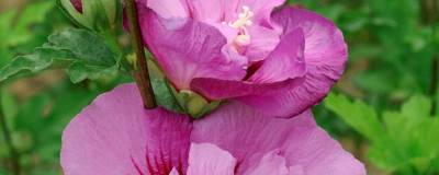 HIBISCUS syriacus ERUPTION (R) 'Mineru' cov 01