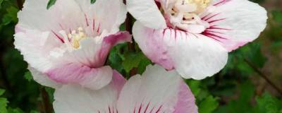 HIBISCUS syriacus PINKY SPOT (R) 'Minspot' cov 01