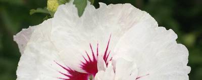 HIBISCUS syriacus FRENCH POINT (R) 'Minfren' cov 01