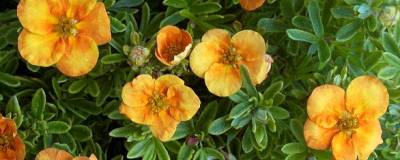 POTENTILLA fruticosa 'TANGERINE' 01