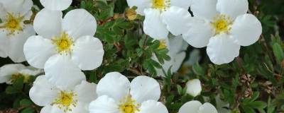 POTENTILLA fruticosa 'ABBOTSWOOD' 01