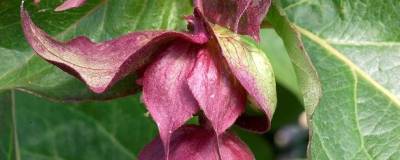 LEYCESTERIA formosa 'PURPLE RAIN' 01