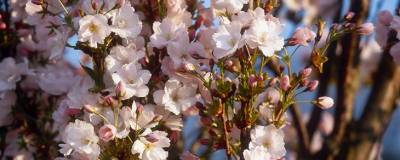 PRUNUS 'AMANOGAWA' 01