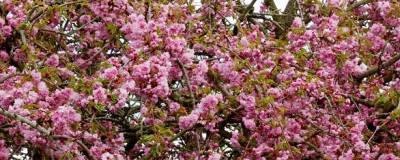 PRUNUS 'KIKU-SHIDARE-ZAKURA' 01