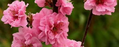 PRUNUS persica TAOFLORA (R) PINK 'Mintao11' cov 01