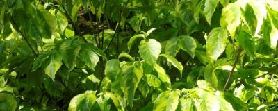 CORNUS florida 'RAINBOW' 01