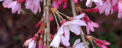 PRUNUS x subhirtella 'PENDULA RUBRA' 01