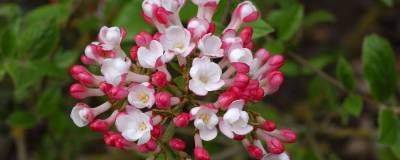 VIBURNUM x burkwoodii 'MOHAWK' 01