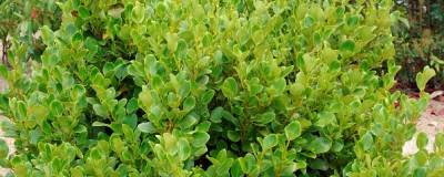 GRISELINIA littoralis 01