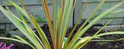 CORDYLINE australis 'SUNDANCE' 01