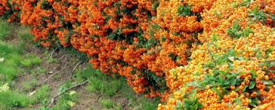 PYRACANTHA SAPHYR ORANGE (R) 'Cadange' cov 01