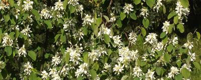 AMELANCHIER alnifolia 'NORTHLINE' 01