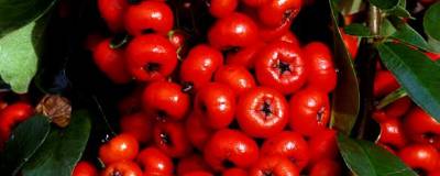 PYRACANTHA SAPHYR ROUGE (R) 'Cadrou' cov 01