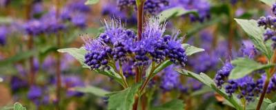 CARYOPTERIS x clandonensis GRAND BLEU (R) 'Inoveris' cov 01