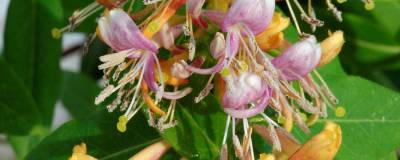 LONICERA x CAPRILIA (R) EVER 'Inov42' cov 01