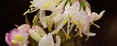 LONICERA x purpusii 'WINTER BEAUTY' 01