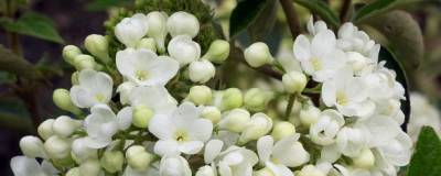 VIBURNUM 'ESKIMO' 01