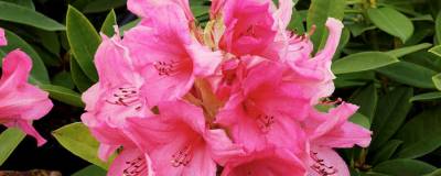 RHODODENDRON hybride 'ANNA ROSE WHITNEY' 01