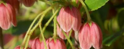 ENKIANTHUS campanulatus var.palibinii 01