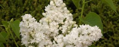 SYRINGA vulgaris DENTELLE D'ANJOU (R) 'Mindent' 01