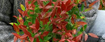 LEUCOTHOE SCARLETTA 'Zeblid' 01