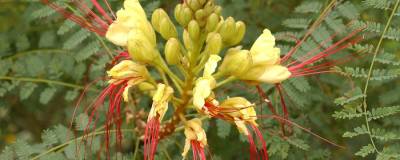 CAESALPINIA gilliesii 01