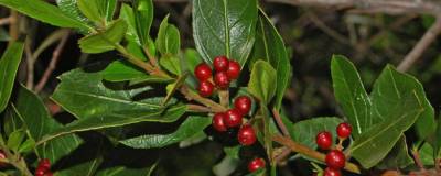 RHAMNUS alaternus 01