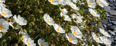 CISTUS x corbariensis 01