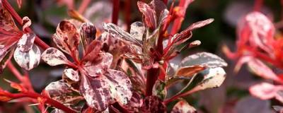 BERBERIS thunbergii 'HARLEQUIN' 01