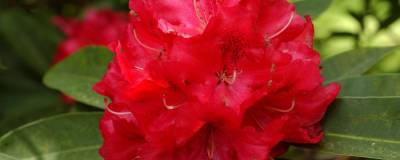 RHODODENDRON hybride 'WILGEN'S RUBY' 01