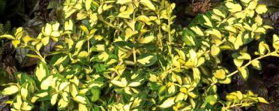 EUONYMUS fortunei BLONDY (R) 'Interbolwi' cov 01