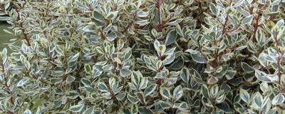 RHAMNUS alaternus 'ARGENTEOVARIEGATUS' 01