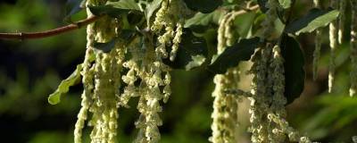 GARRYA elliptica 'JAMES ROOF' 01