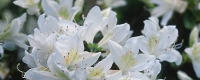 AZALEA japonica 'ADONIS' 01