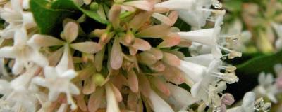 ABELIA chinensis 01