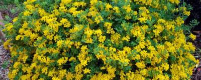 CORONILLA valentina ssp. glauca (selection) 01