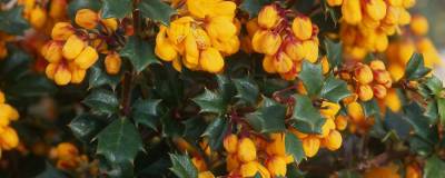 BERBERIS darwinii 'NANA' 01